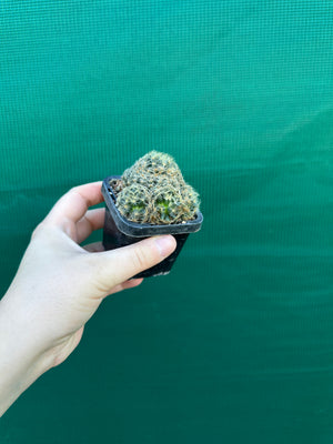 Mammillaria dumetorum