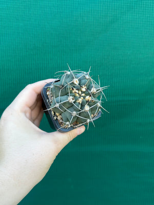 Gymnocalycium capillaense