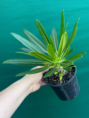 Pachypodium fiherense