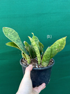 Sansevieria Masoniana ‘Mason’s Congo Paddle’