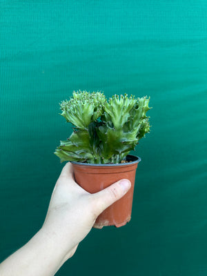 Crested Euphorbia lactea cristata