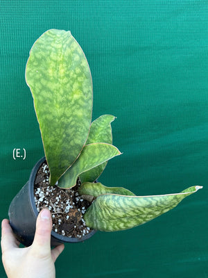 Sansevieria Masoniana ‘Mason’s Congo Paddle’