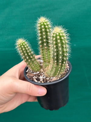 Oreocereus neocelsianus 'The Old Man of the Andes'