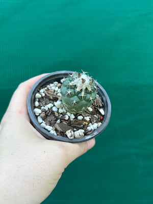 Turbinicarpus lophophoroides