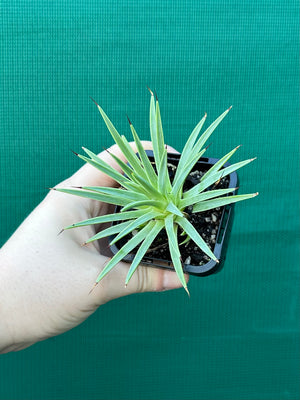 Agave stricta ‘Nana’