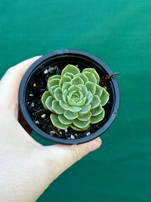 Echeveria ‘Cosmo’
