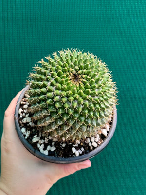 Mammilaria marksiana