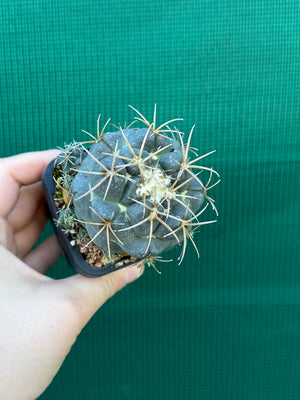 Coryphantha elephantidens