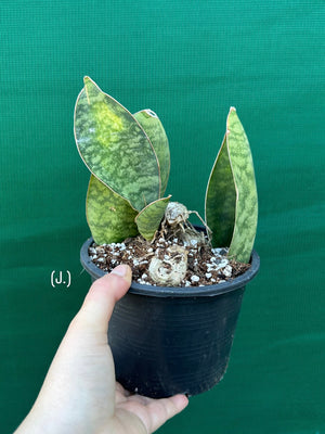 Sansevieria Masoniana ‘Mason’s Congo Paddle’