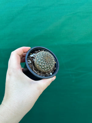 Sulcorebutia arenacea