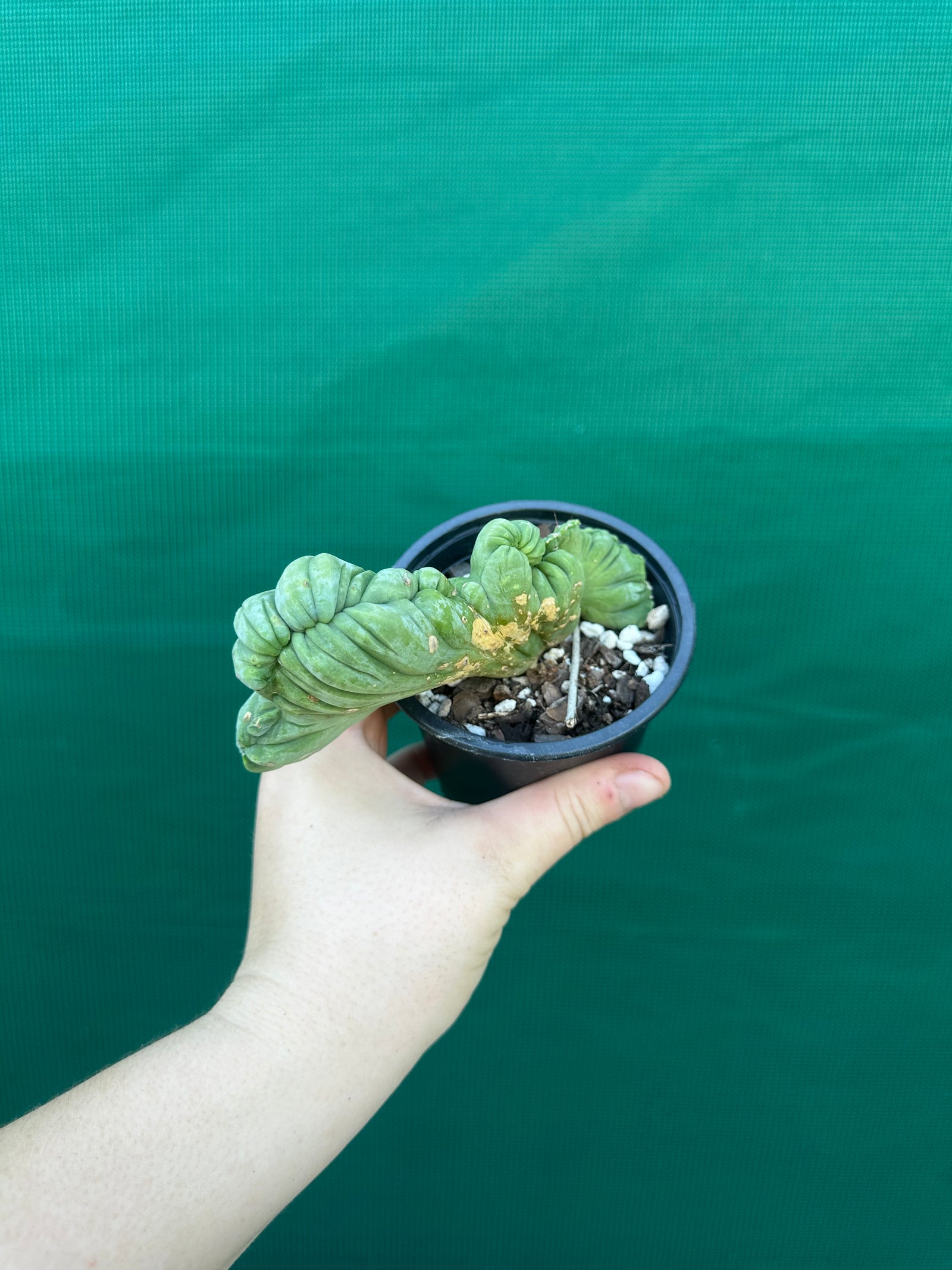 Trichocereus bridgesii crest