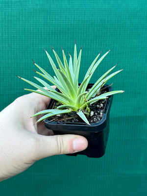 Agave stricta ‘Nana’
