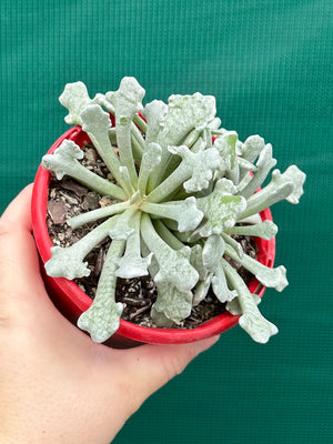 Caputia scaposa var. addoensis