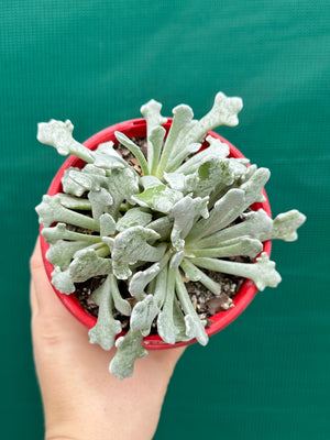 Caputia scaposa var. addoensis