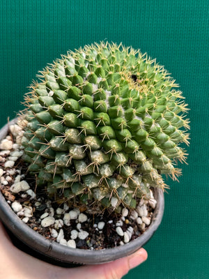 Mammilaria marksiana