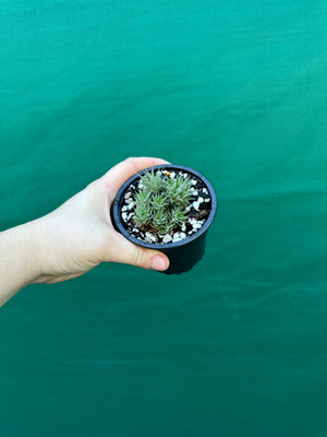 Deuterocohnia brevifolia