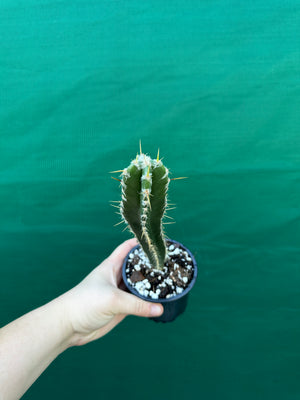 Pilocereus floccosus