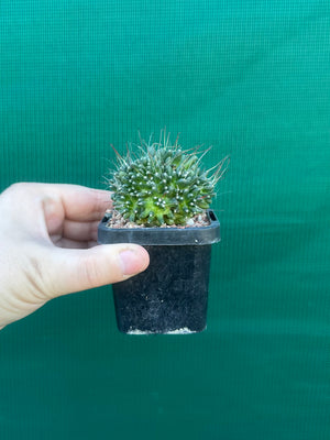 Mammillaria bocasana “The Freak”