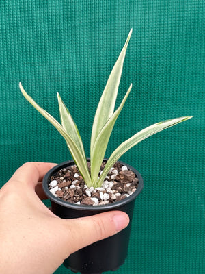 Sanseveria parva