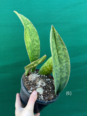 Sansevieria Masoniana ‘Mason’s Congo Paddle’