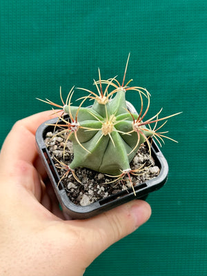 Ferocactus histrix