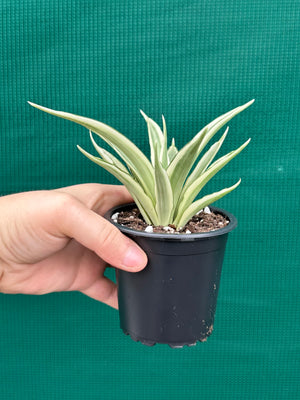 Sanseveria parva