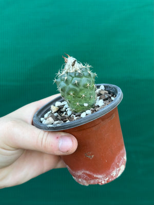 Turbinicarpus lophophoroides