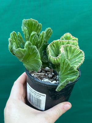 Stapelia leendertziae crest