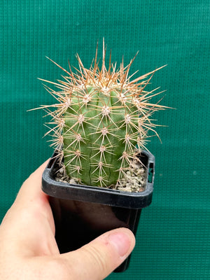 Trichocereus pasacana