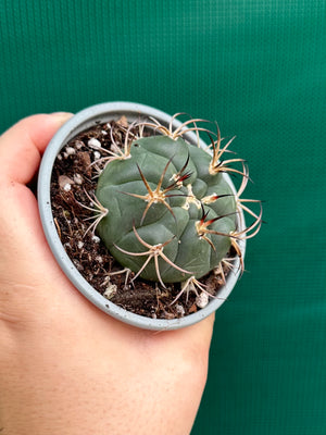 Gymnocalycium