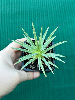 Agave stricta ‘Nana’