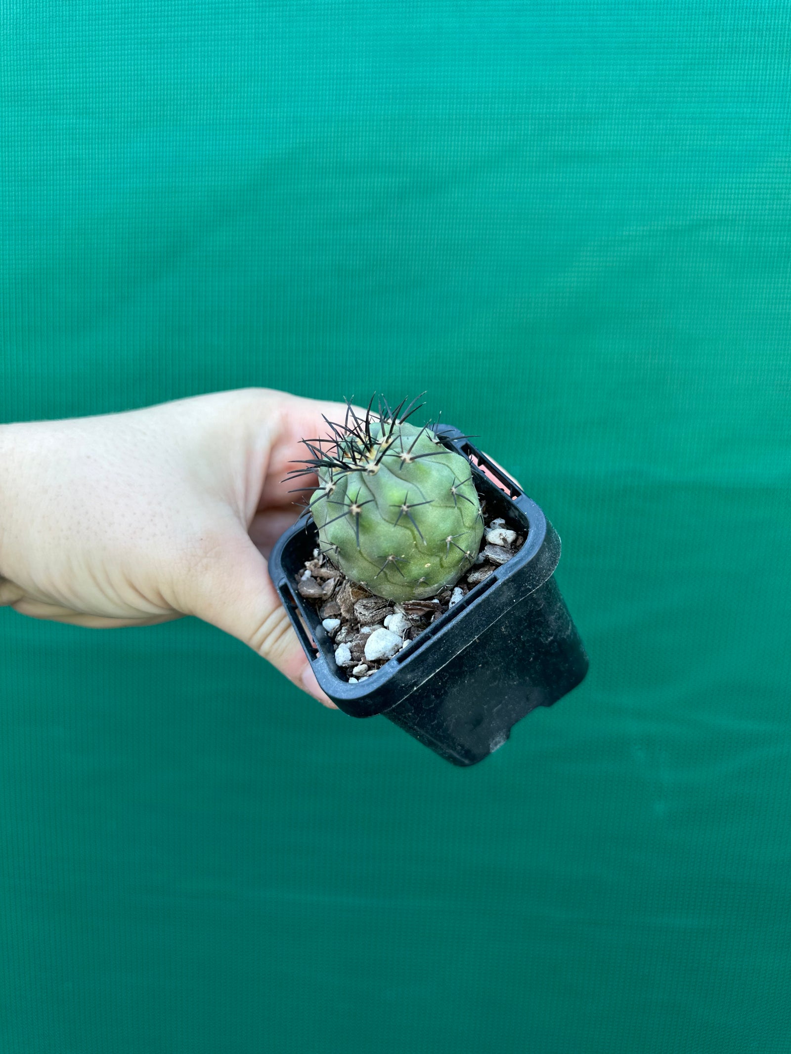 Copiapoa calderana
