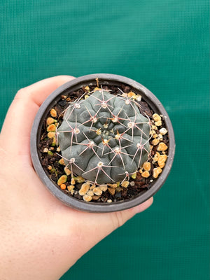 Gymnocalycium
