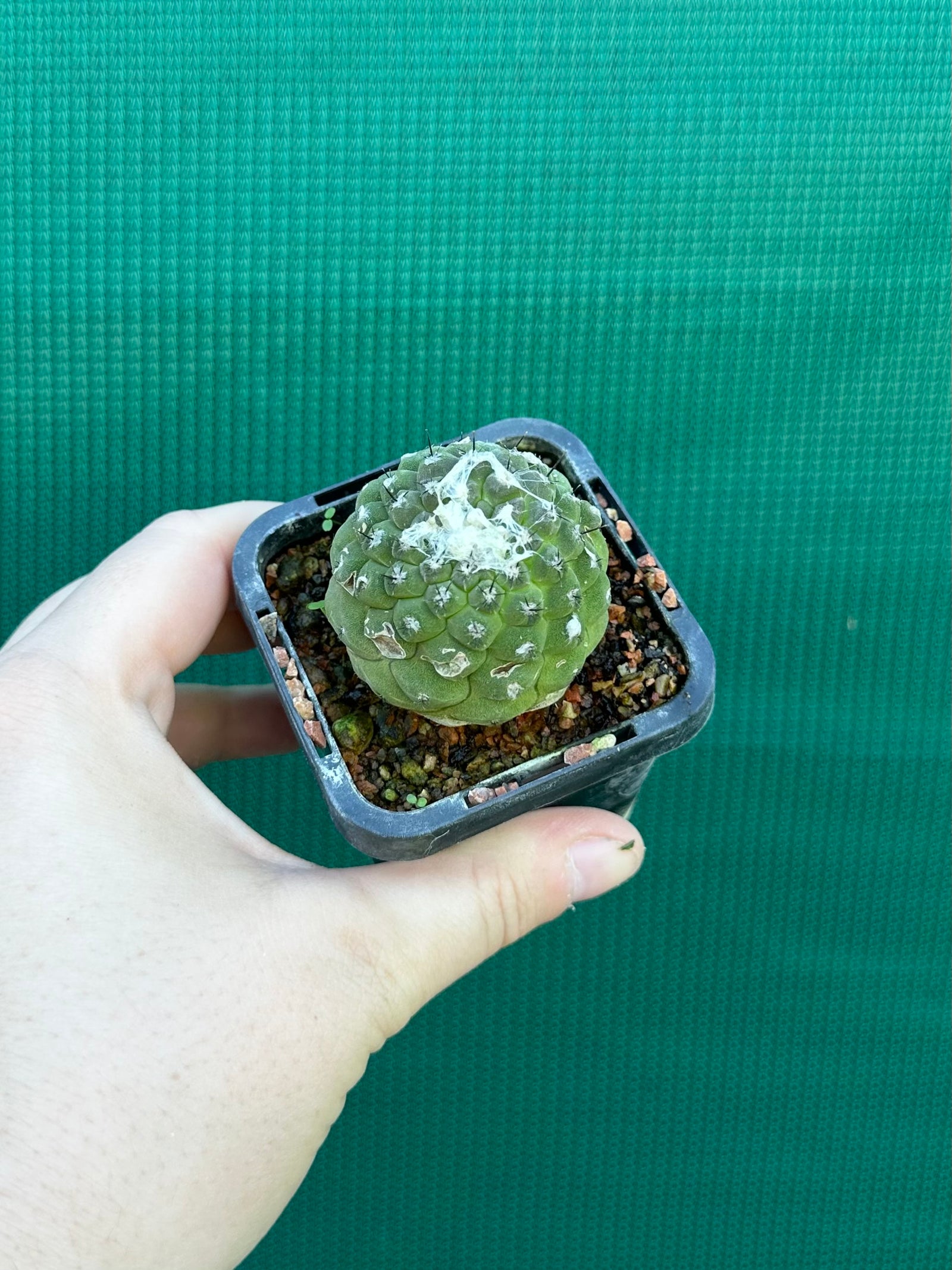 Copiapoa hypogea