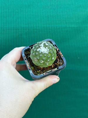 Copiapoa hypogea