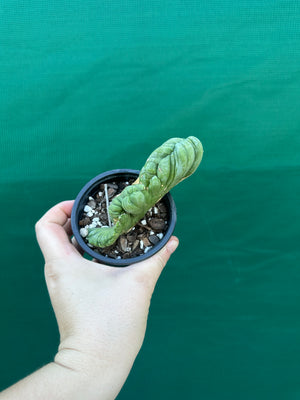 Trichocereus bridgesii crest