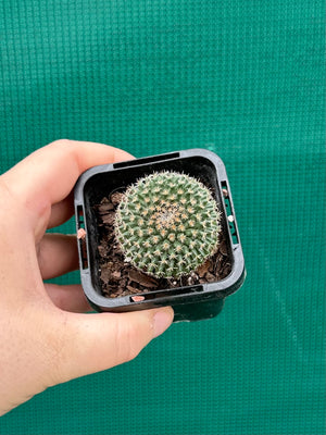 Mammillaria sempervivi