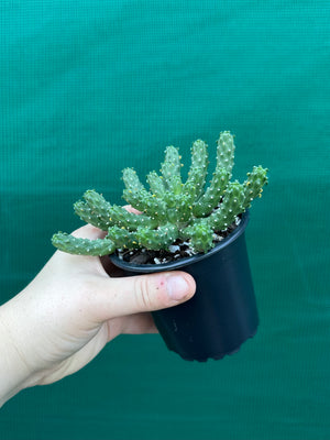 Euphorbia inermis