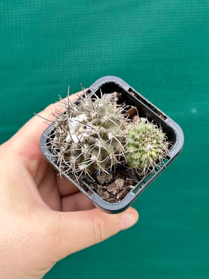 Neochilenia heinricheana x floccosa