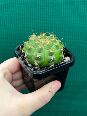 Gymnocalycium anisitsii ssp. damsii