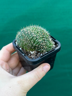 Echinopsis hybrid crest