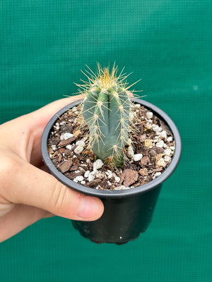 Pilocereus