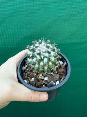 Mammillaria scrippsiana