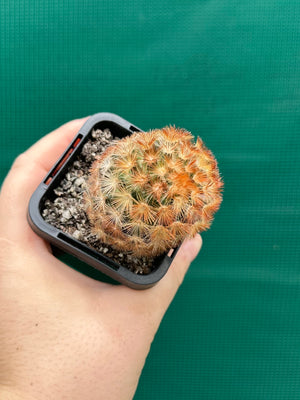 Mammillaria plumosa