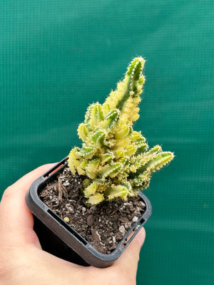 Cereus tetragonus 'Fairy Castle' variegata