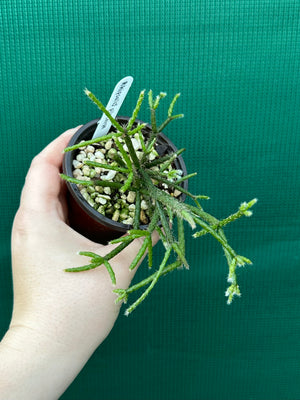 Rhipsalis pilocarpa