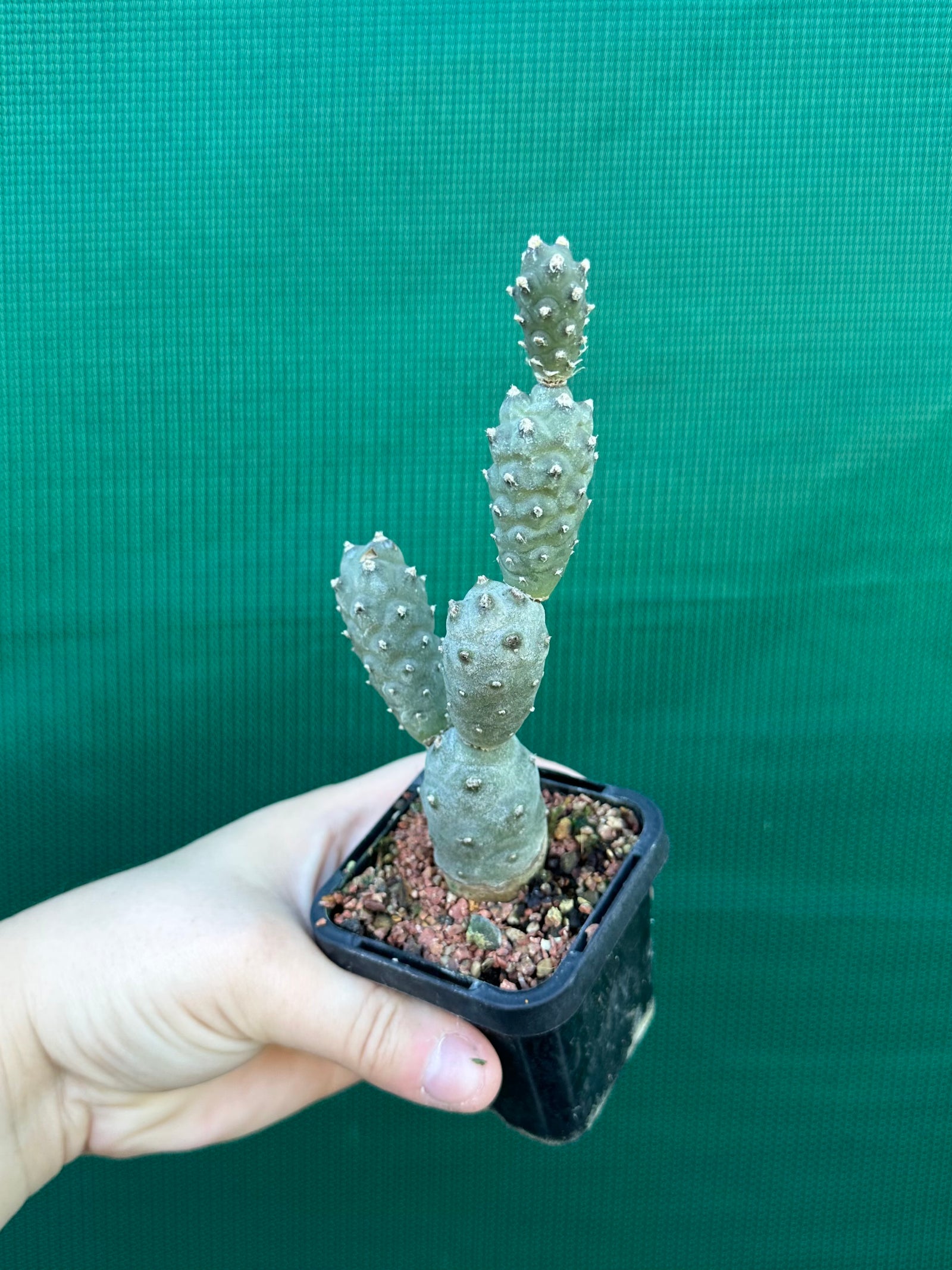 Tephrocactus Articulatus
