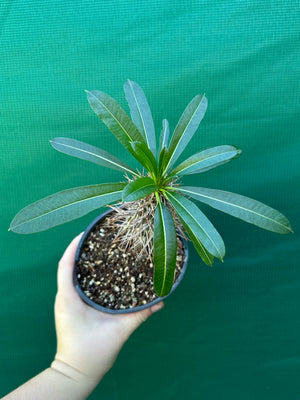 Pachypodium lamerei
