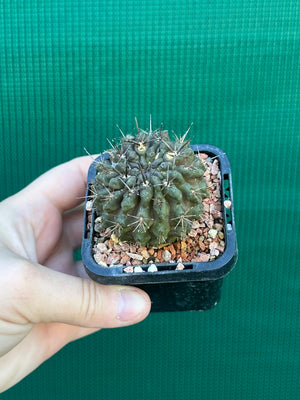 Neoporteria curvispina