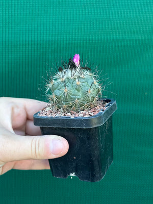 Turbinicarpus viereckii